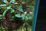Bucephalandra sp New Kedagang long