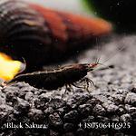 IMG 7482