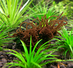 Thorea hispida / Red algae