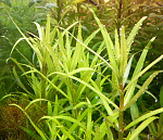 Pogostemon Yatabeanus