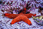 Fromia starfish