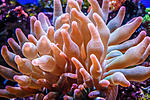 Entacmea quadricolor - bubbletip anemone