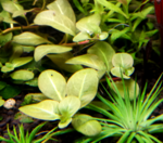 Ludwigia Alata