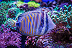 Zebrasoma