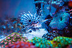 Dendrochyrus zebra