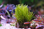 Fissidens zippelianus (2)