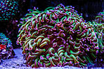 Euphyllia Ancora
