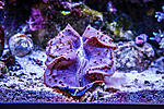 Tridacna maxima