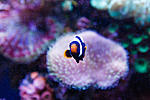 Grumpy fish