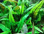   (Cryptocoryne wendtii) - 7 .