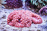 Blastomussa wellsi red