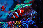 Nano tank