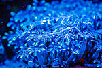 Clove polyp coral