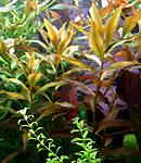  (Proserpinaca palustris Cuba) - 10 .