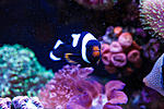 Amphiprion Polymnus