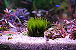Fissidens Thailand