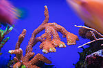 Montipora digitata red