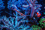 Nano tank