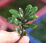liveplantsr1384146287