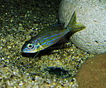 Aulonocranus dewindti