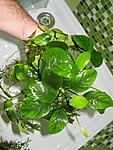 IMG 1548