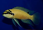 Chalinochromis brichardi