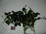 IMG 1546