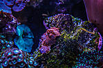 Bullseye rhodactis