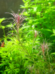 Mayaca Santarem red