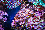 Zoas