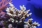 Acropora