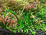 Littorella uniflora