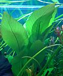  (Hygrophila corumbosa) - 7 .