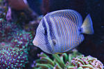 Zebrasoma Veliferum