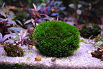 Fissidens sp. Mini