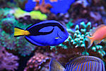 Dory the fish :)