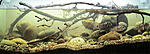 biotope aquarium c2013105 3