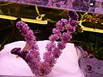 A.Madagascar flower