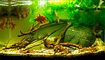 biotope aquarium c2013 98 1