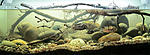 biotope aquarium c2013105 1