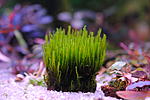 Fissidens Thailand