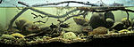 biotope aquarium c2013105 2