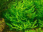 Pellia
