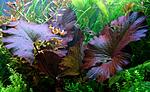   (Nymphaea lotus Red) - 20 .