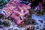 Tridacna crocea
