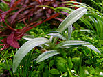 spiranthes odorata