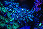 Zoas