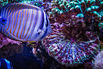 Zebrasoma & Tapetum