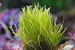 Fissidens zippelianus