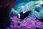 Saddleback clownfish
